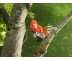 Аккумуляторный высоторез  STIHL HТА 86